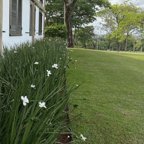 Kit com 5 Mudas de Moreia Branca