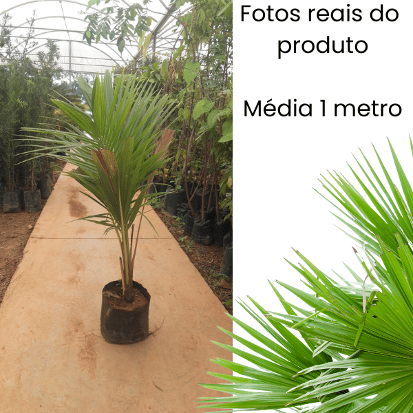 Coqueiro Anão